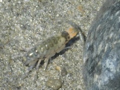 Megalorchestia pugettensis