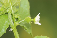 Echinopepon milleflorus