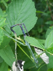 Oberea perspicillata