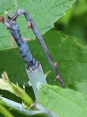 Oberea perspicillata