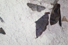 Eulepidotinae