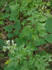 Thaspium barbinode