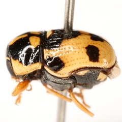 Griburius scutellaris