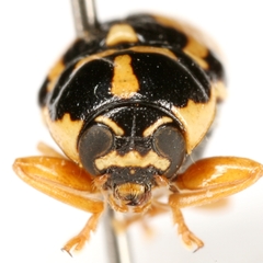 Griburius scutellaris