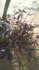 Euphorbia cotinifolia