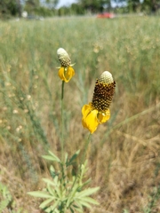 Ratibida columnifera