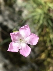 Dianthus caryophyllus