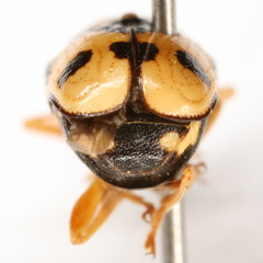 Griburius scutellaris