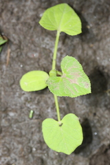 Echinopepon milleflorus