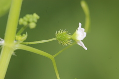 Echinopepon milleflorus