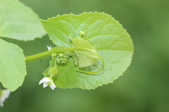 Echinopepon milleflorus