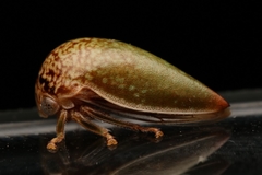 Stictopelta marmorata
