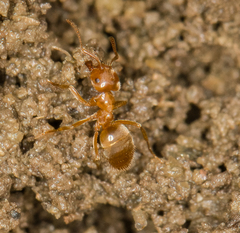 Lasius