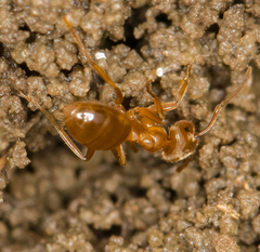 Lasius