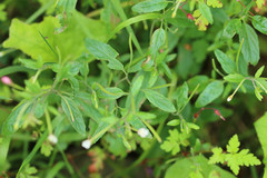 Epilobium lanceolatum