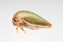 Stictopelta marmorata