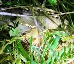 Hemidactylus whitakeri