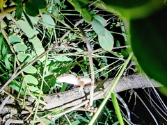 Hemidactylus whitakeri