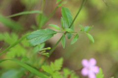 Epilobium lanceolatum