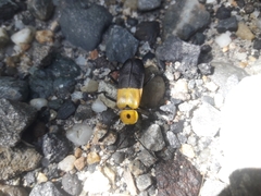 Chauliognathus heros