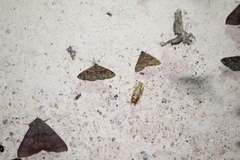 Metalectra diabolica