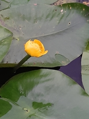 Nuphar lutea