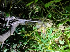 Hemidactylus whitakeri