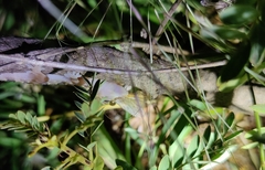 Hemidactylus whitakeri