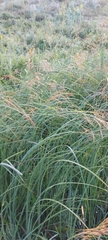 Bromopsis