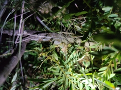 Hemidactylus whitakeri