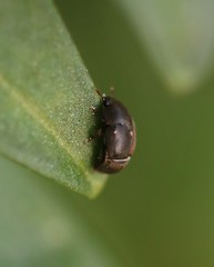 Brachypterolus