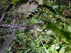 Hemidactylus whitakeri