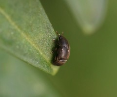 Brachypterolus
