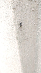 Camponotus mus