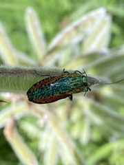 Lamprodila decipiens