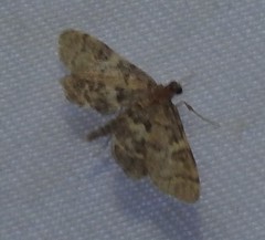 Anageshna