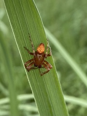 Araneus alsine