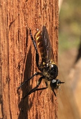 Laphria ventralis
