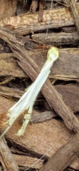 Trachymyrmex septentrionalis image