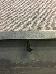 Nymphalis