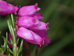 Erica cinerea