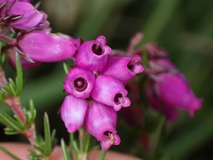 Erica cinerea