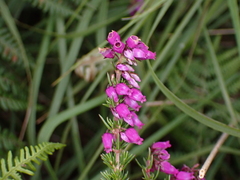 Erica cinerea