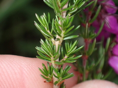 Erica cinerea