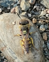 Philanthus triangulum