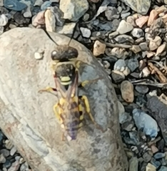 Philanthus triangulum