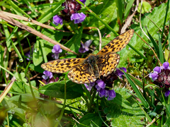 Boloria euphrosyne