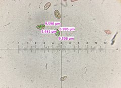 Pseudosperma friabile