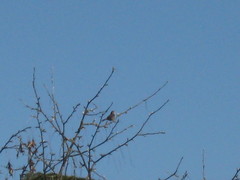 Thryomanes bewickii