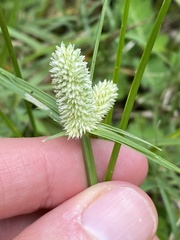 Cyperus sesquiflorus